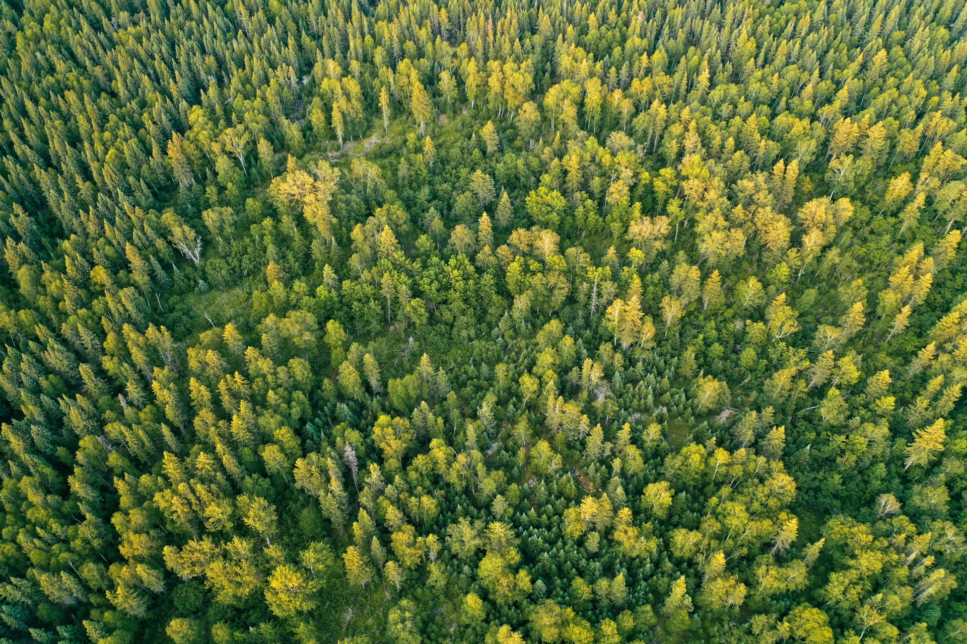 thumb_overhead-aerial-drone-shot-thick-beautiful-forest-during-sunny-daytime_1611140329.jpg